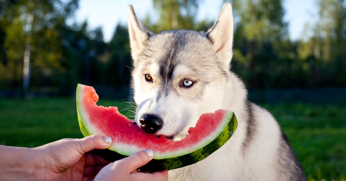 5 Healthy Summertime Treats for Dogs You Can Make at Home